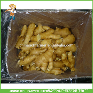 Excellent Shandong Fresh Ginger